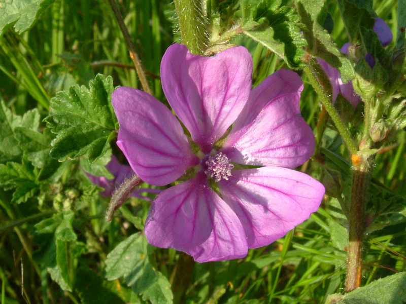 Malva sylvestris